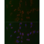 Immunofluorescence - Anti-PC1/3 Antibody (A80973) - Antibodies.com