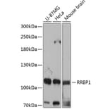 Western Blot - Anti-RRBP1 Antibody (A80974) - Antibodies.com