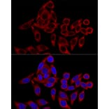 Immunofluorescence - Anti-RRBP1 Antibody (A80974) - Antibodies.com