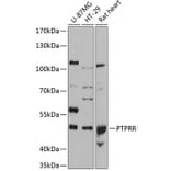 Western Blot - Anti-PCPTP1/PTPRQ Antibody (A80977) - Antibodies.com
