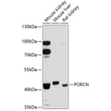 Western Blot - Anti-PORCN/PPN Antibody (A80978) - Antibodies.com