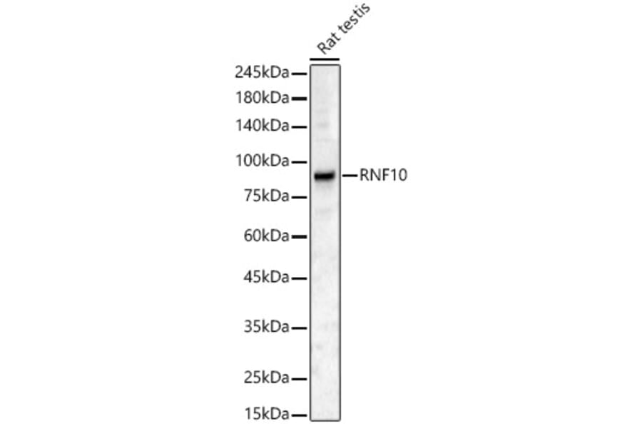 Western Blot - Anti-RNF10 Antibody (A80990) - Antibodies.com