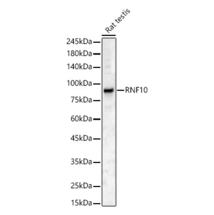 Western Blot - Anti-RNF10 Antibody (A80990) - Antibodies.com