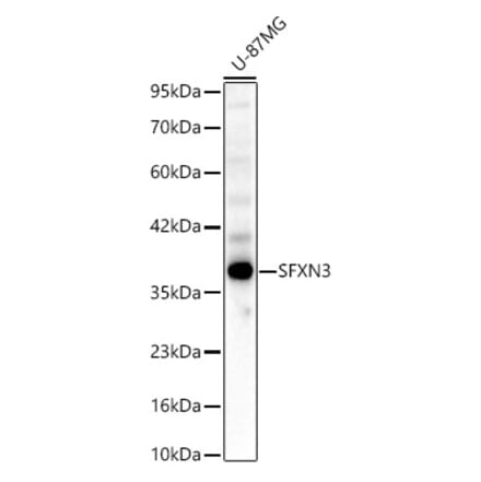 Western Blot - Anti-SFXN3 Antibody (A80991) - Antibodies.com