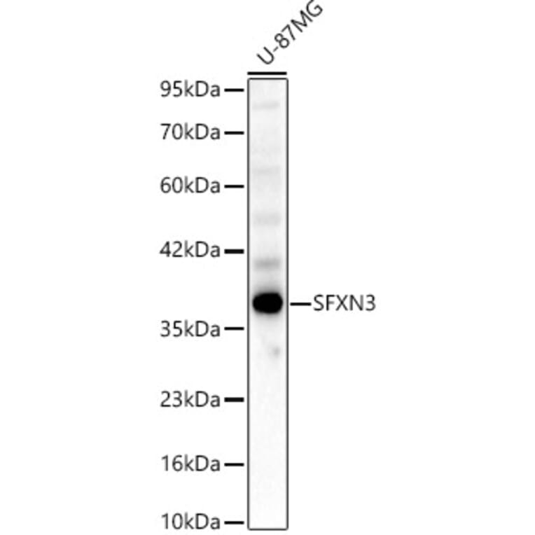 Western Blot - Anti-SFXN3 Antibody (A80991) - Antibodies.com
