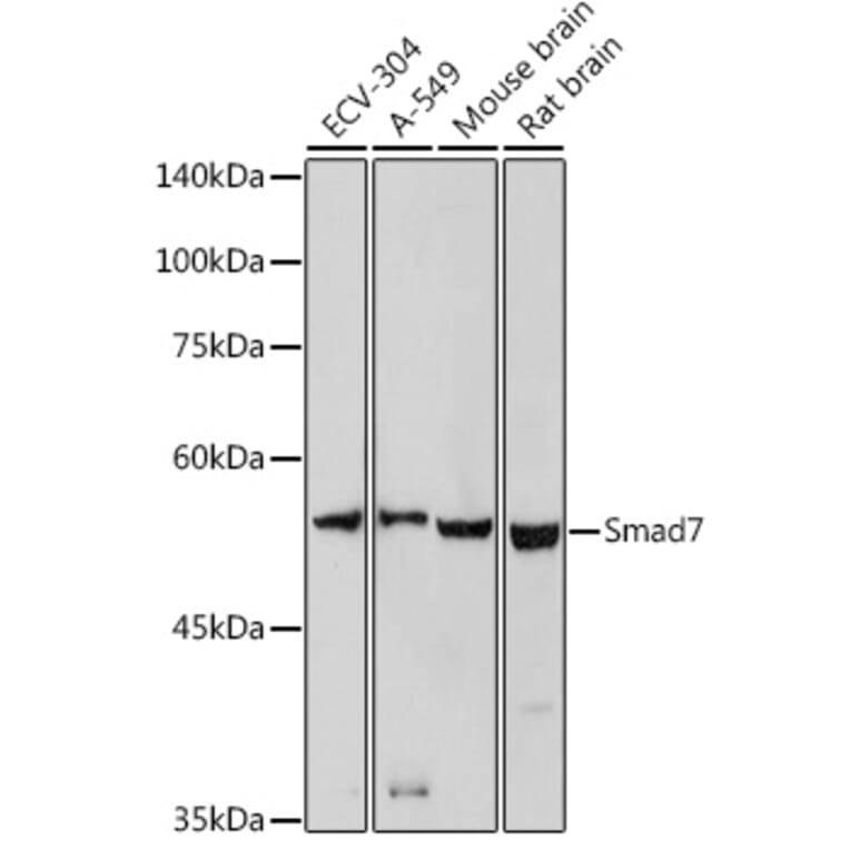 Western Blot - Anti-MADH7/SMAD7 Antibody (A80992) - Antibodies.com