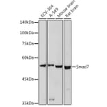 Western Blot - Anti-MADH7/SMAD7 Antibody (A80992) - Antibodies.com