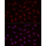 Immunofluorescence - Anti-MADH7/SMAD7 Antibody (A80992) - Antibodies.com