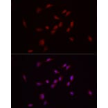 Immunofluorescence - Anti-MADH7/SMAD7 Antibody (A80992) - Antibodies.com