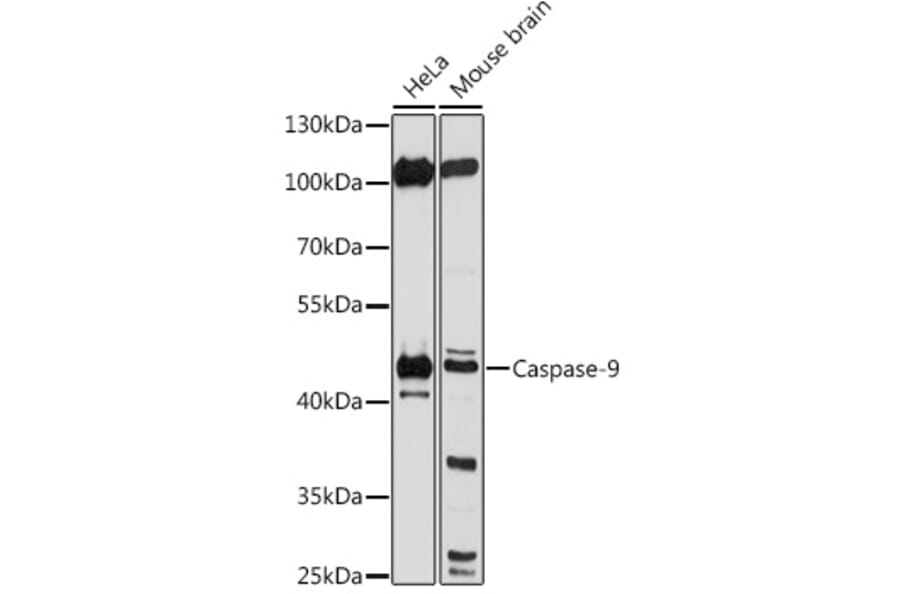 Western Blot - Anti-Caspase-9 Antibody (A80994) - Antibodies.com