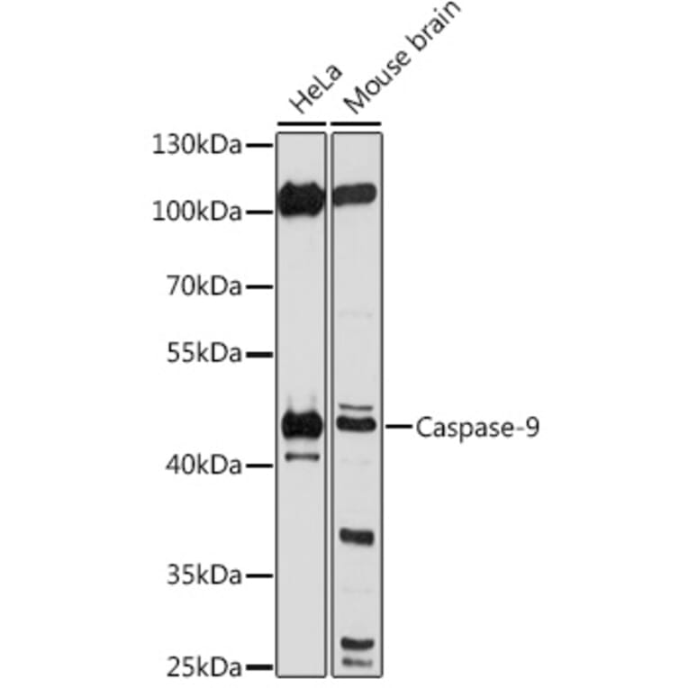 Western Blot - Anti-Caspase-9 Antibody (A80994) - Antibodies.com