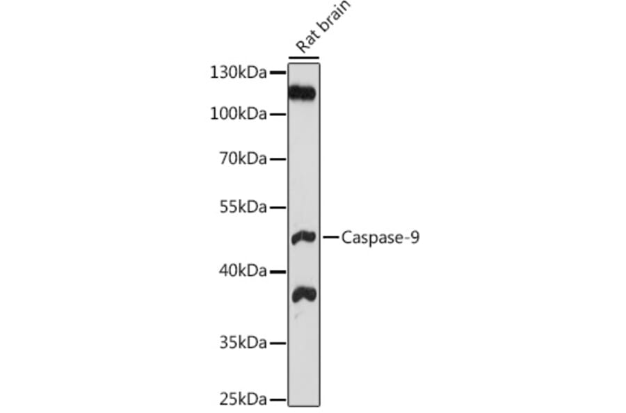 Western Blot - Anti-Caspase-9 Antibody (A80994) - Antibodies.com