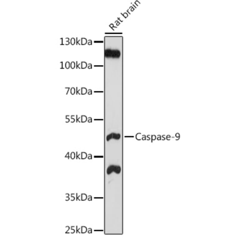 Western Blot - Anti-Caspase-9 Antibody (A80994) - Antibodies.com