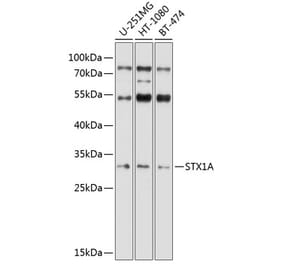Western Blot - Anti-Syntaxin 1a Antibody (A81003) - Antibodies.com