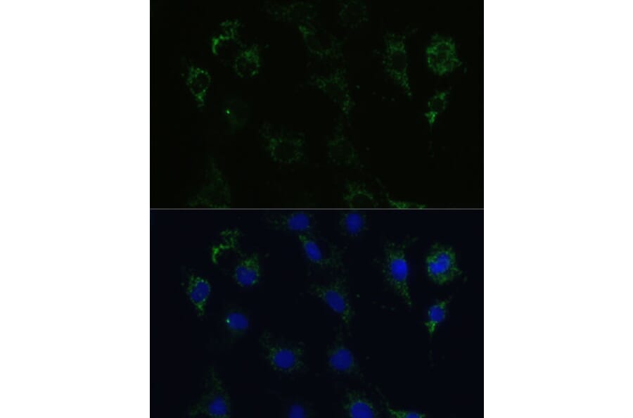 Immunofluorescence - Anti-Syntaxin 1a Antibody (A81003) - Antibodies.com