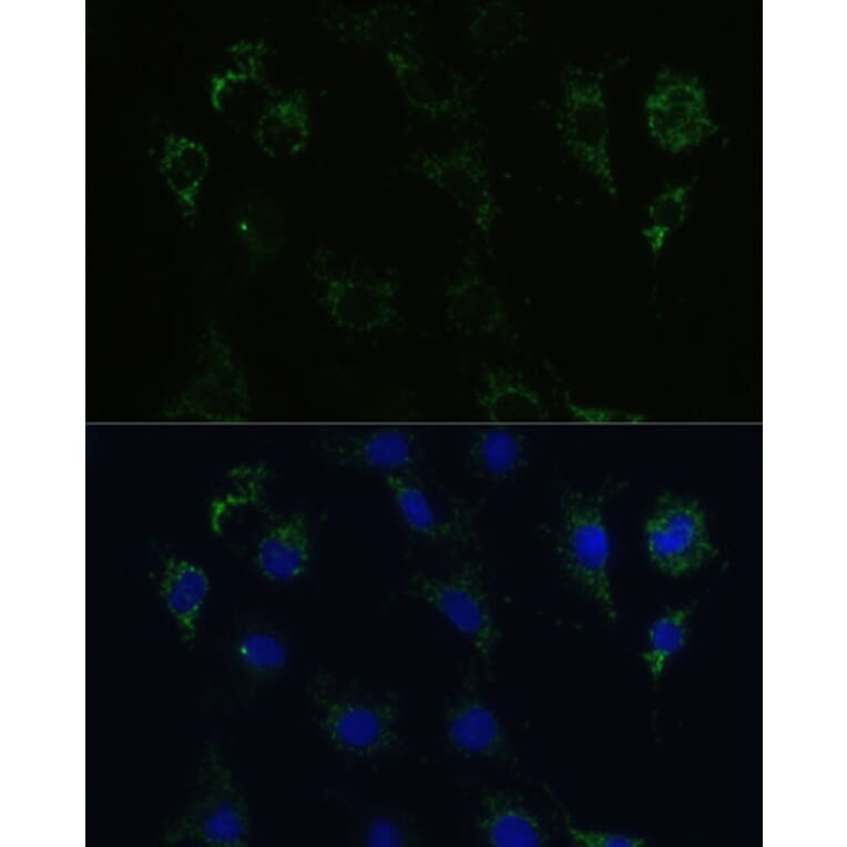Immunofluorescence - Anti-Syntaxin 1a Antibody (A81003) - Antibodies.com