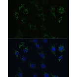 Immunofluorescence - Anti-Syntaxin 1a Antibody (A81003) - Antibodies.com