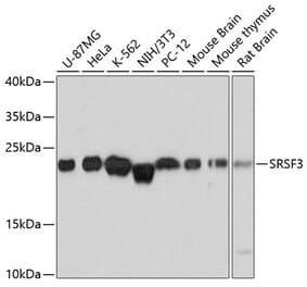 Western Blot - Anti-SRSF3 Antibody (A81004) - Antibodies.com