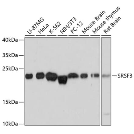 Western Blot - Anti-SRSF3 Antibody (A81004) - Antibodies.com