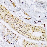 Immunohistochemistry - Anti-SRSF3 Antibody (A81004) - Antibodies.com