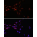 Immunofluorescence - Anti-SRSF3 Antibody (A81004) - Antibodies.com