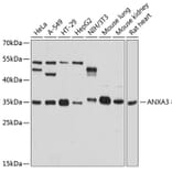 Western Blot - Anti-Annexin A3/ANXA3 Antibody (A81006) - Antibodies.com