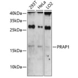 Western Blot - Anti-PRAP1 Antibody (A81007) - Antibodies.com