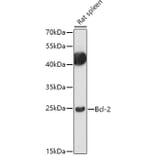 Western Blot - Anti-Bcl-2 Antibody (A81011) - Antibodies.com