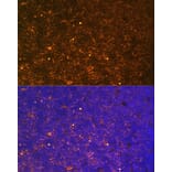 Immunofluorescence - Anti-CTGF Antibody (A81015) - Antibodies.com