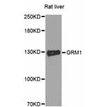 Western Blot - Anti-GRM1 Antibody (A11094) - Antibodies.com
