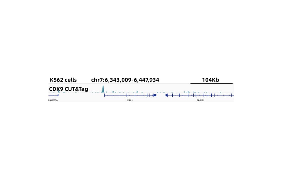Cut&Tag - Anti-Cdk9 Antibody [ARC0527] (A81021) - Antibodies.com