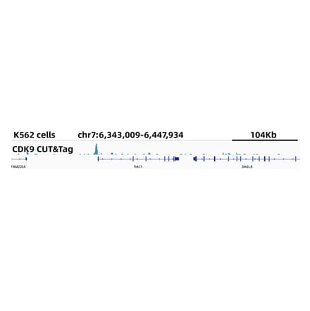 Cut&Tag - Anti-Cdk9 Antibody [ARC0527] (A81021) - Antibodies.com