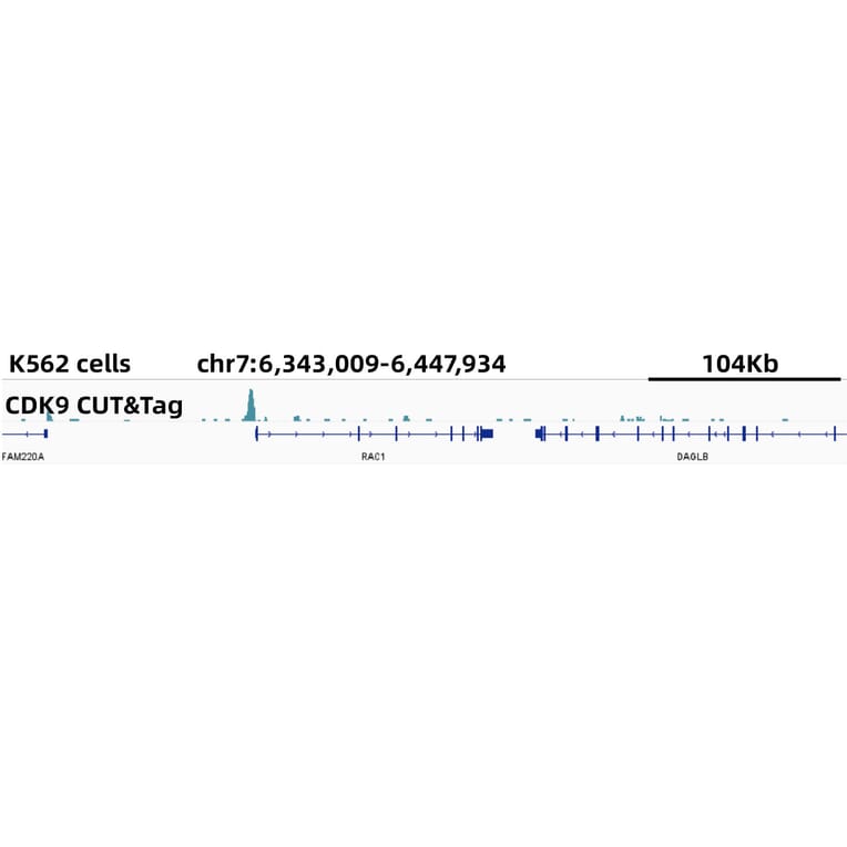 Cut&Tag - Anti-Cdk9 Antibody [ARC0527] (A81021) - Antibodies.com