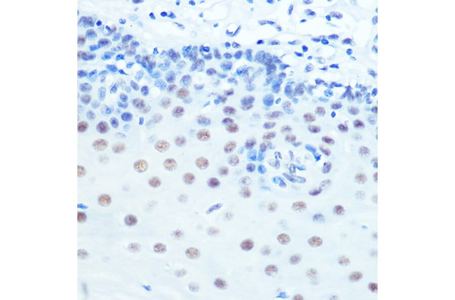 Immunohistochemistry - Anti-Cdk9 Antibody [ARC0527] (A81021) - Antibodies.com