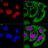 Immunofluorescence - Anti-Cdk9 Antibody [ARC0527] (A81021) - Antibodies.com