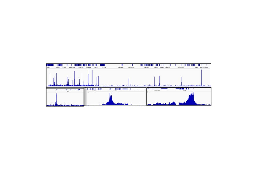 Chromatin Immunoprecipitation - Anti-Cdk9 Antibody [ARC0527] (A81021) - Antibodies.com