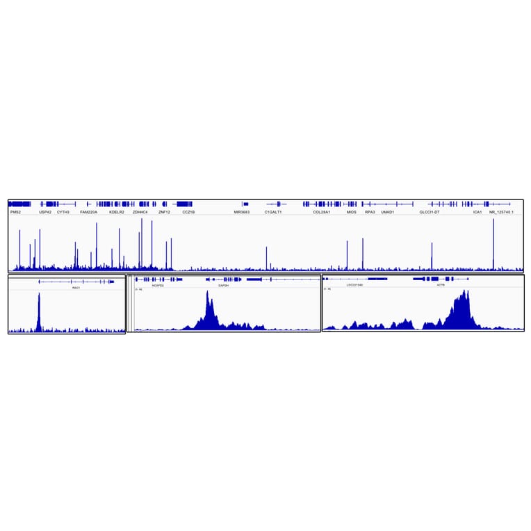 Chromatin Immunoprecipitation - Anti-Cdk9 Antibody [ARC0527] (A81021) - Antibodies.com