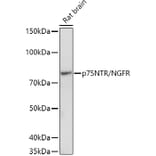 Western Blot - Anti-p75 NGF Receptor Antibody (A81022) - Antibodies.com