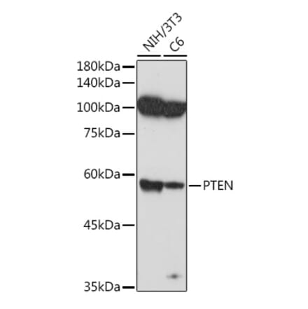 Western Blot - Anti-PTEN Antibody (A81023) - Antibodies.com