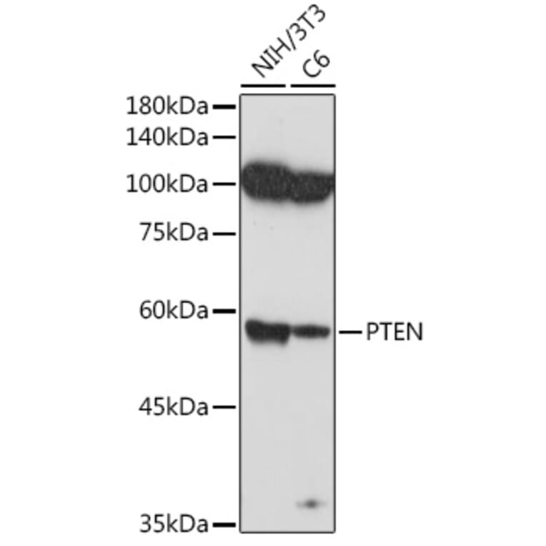 Western Blot - Anti-PTEN Antibody (A81023) - Antibodies.com