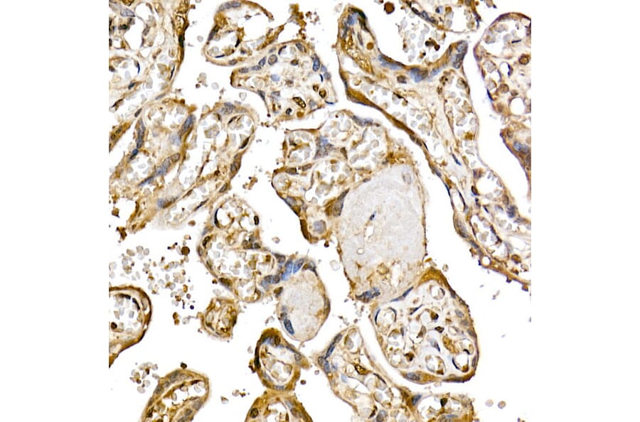 Immunohistochemistry - Anti-PTEN Antibody (A81023) - Antibodies.com