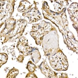 Immunohistochemistry - Anti-PTEN Antibody (A81023) - Antibodies.com