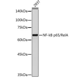 Western Blot - Anti-NF-kB p65 Antibody (A81024) - Antibodies.com