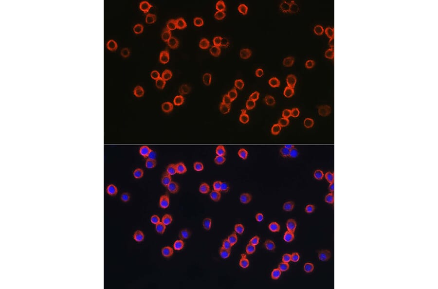 Immunofluorescence - Anti-TLR4 Antibody (A81029) - Antibodies.com