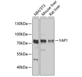 Western Blot - Anti-YAP1 Antibody (A81031) - Antibodies.com