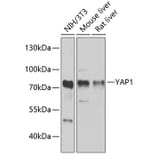 Western Blot - Anti-YAP1 Antibody (A81031) - Antibodies.com