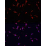 Immunofluorescence - Anti-YAP1 Antibody (A81031) - Antibodies.com