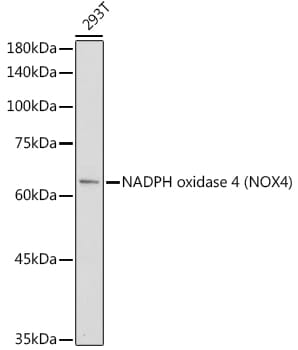 Anti-NADPH oxidase 4 Antibody (A81032) | Antibodies.com