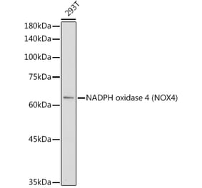 Western Blot - Anti-NADPH oxidase 4 Antibody (A81032) - Antibodies.com