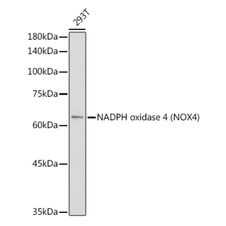 Western Blot - Anti-NADPH oxidase 4 Antibody (A81032) - Antibodies.com